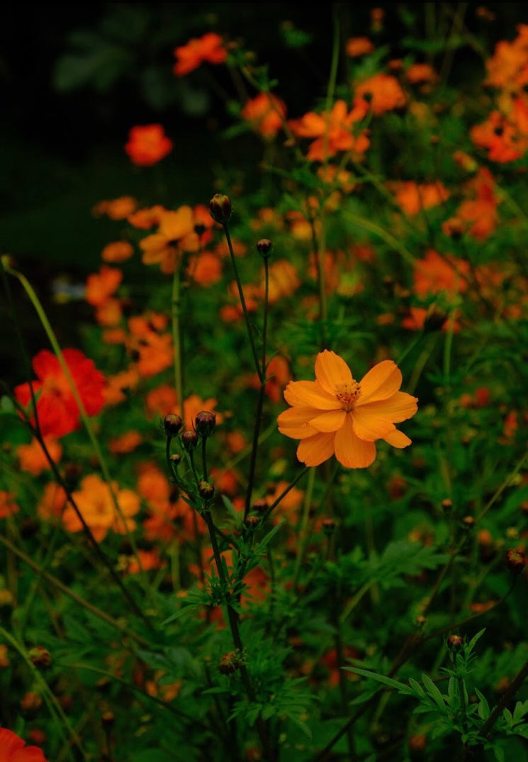 Cosmos sulphureus Seeds