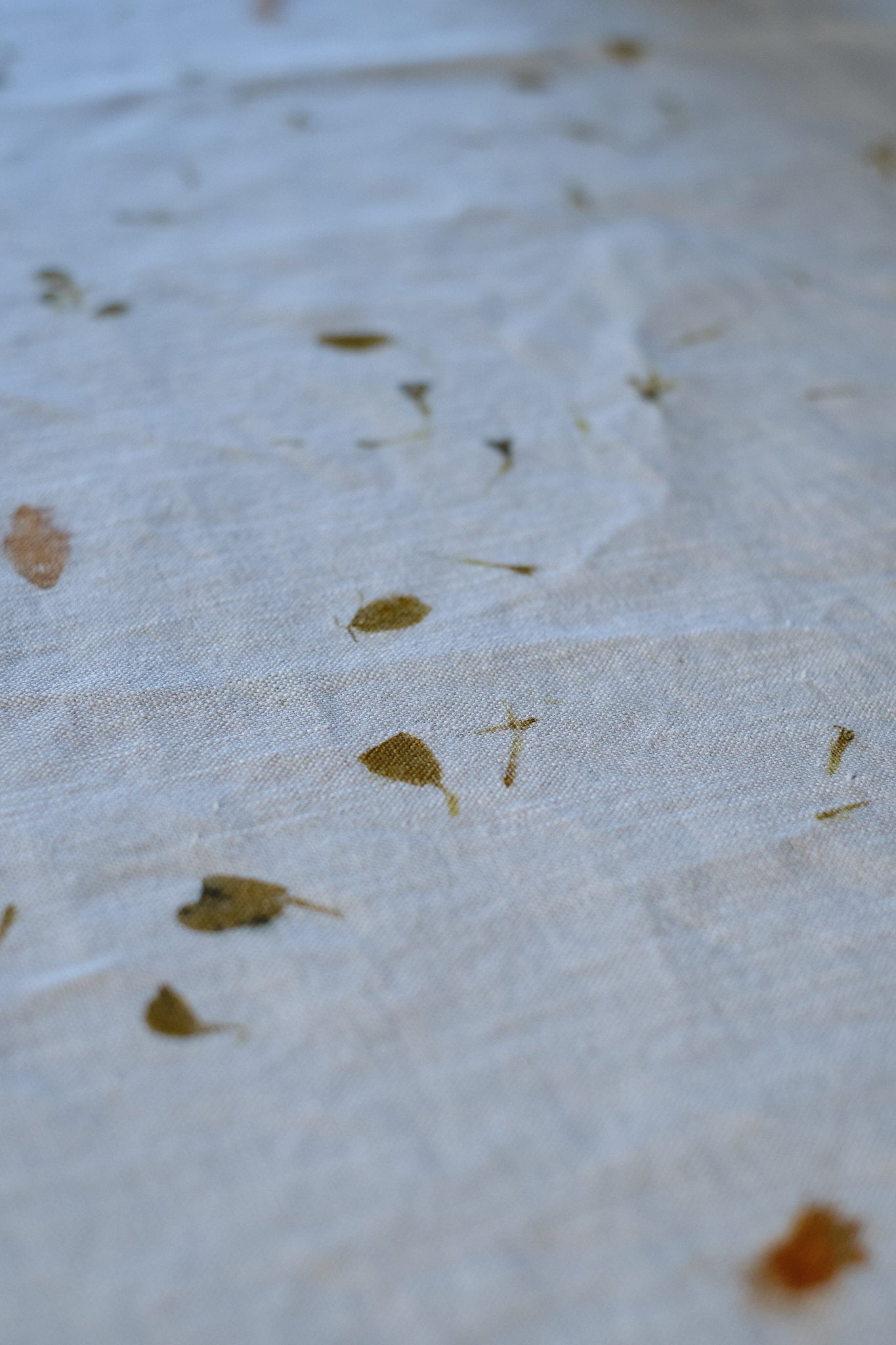 Tablecloth Coreopsis