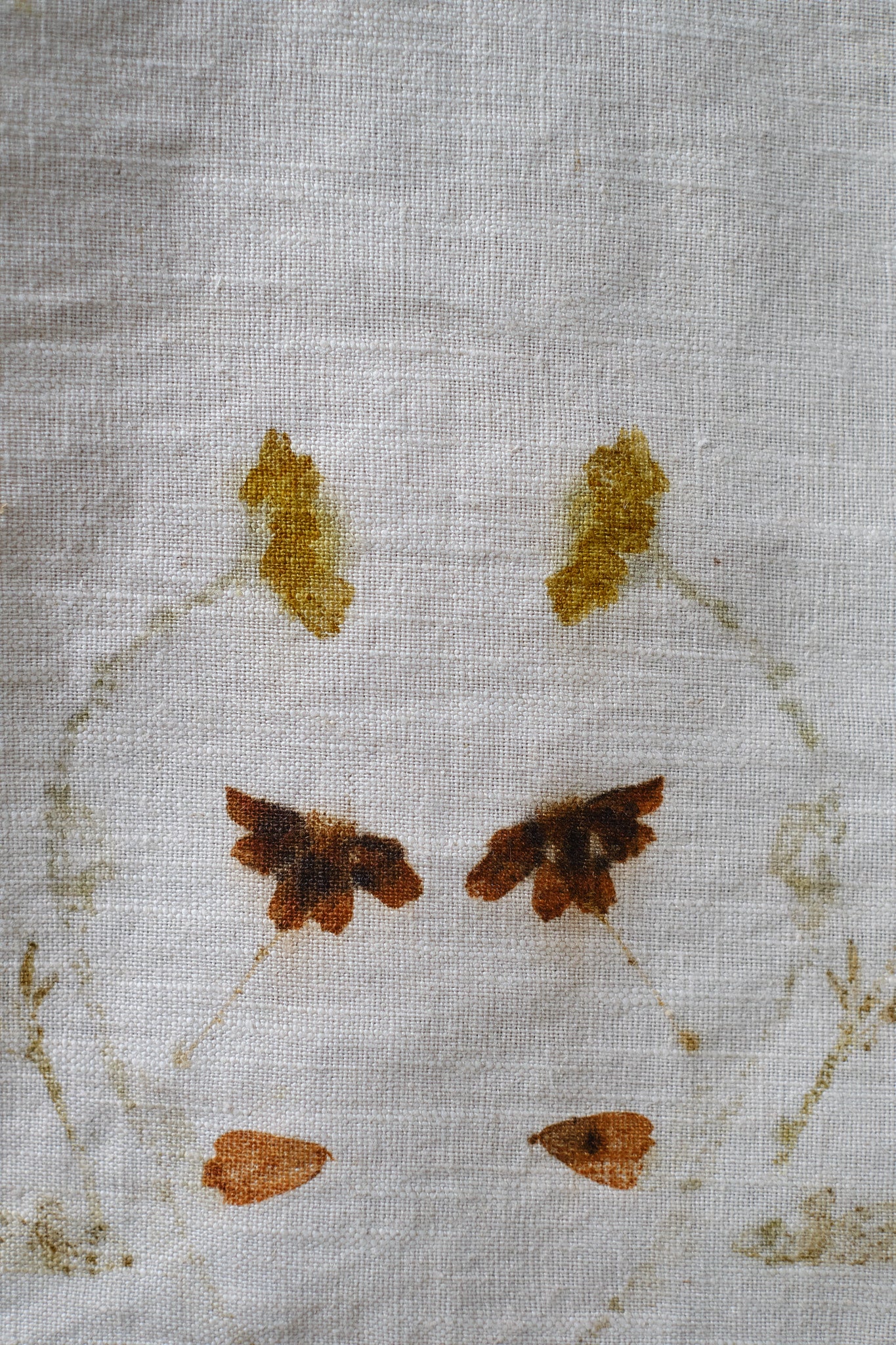 Tablecloth Coreopsis