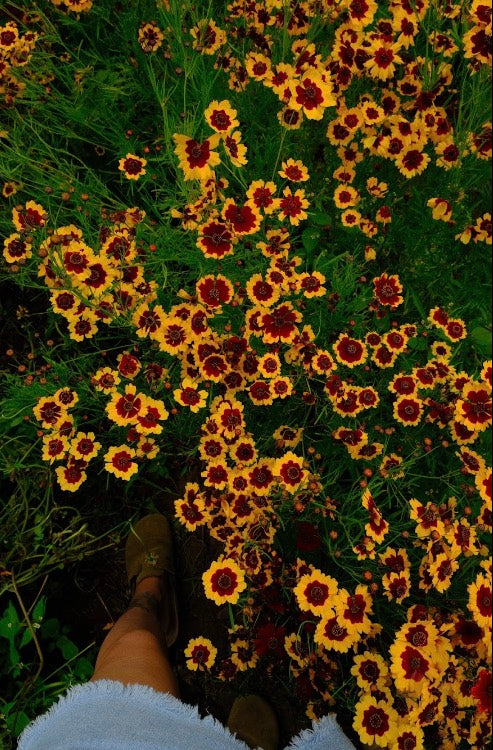 Small Coreopsis tinctoria Seeds