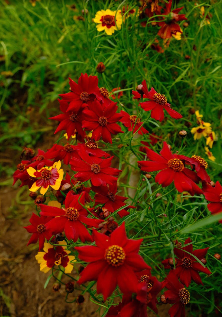 Small Coreopsis tinctoria Seeds