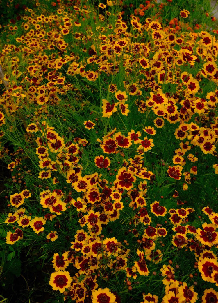 Small Coreopsis tinctoria Seeds