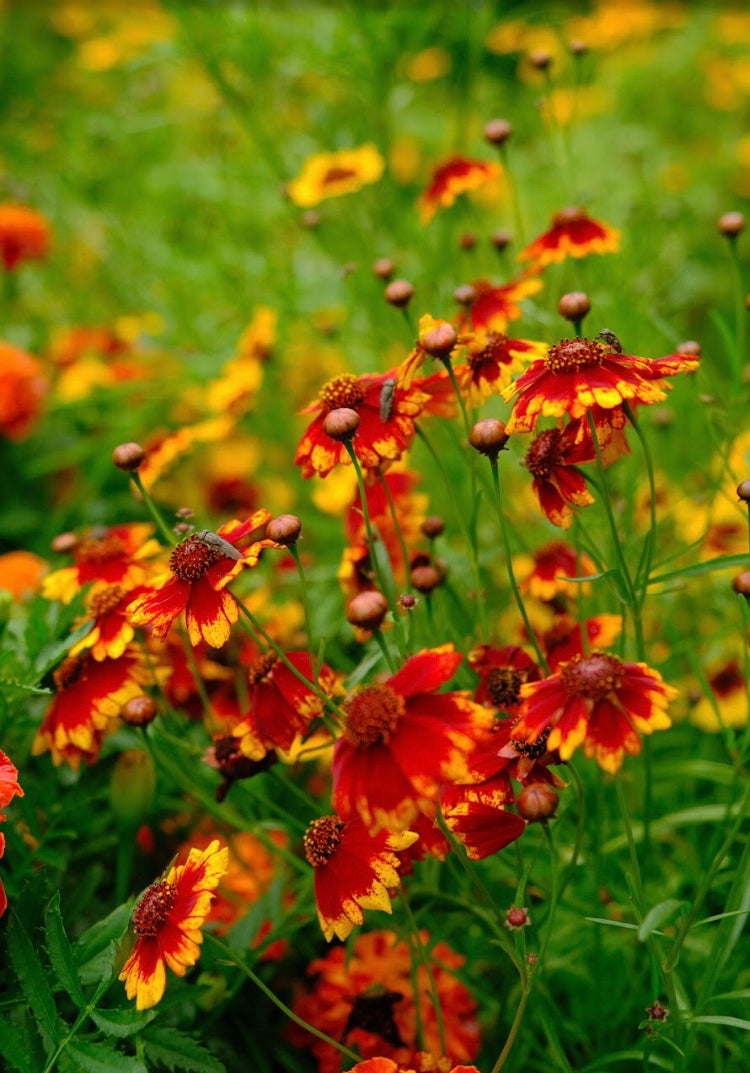 Small Coreopsis tinctoria Seeds