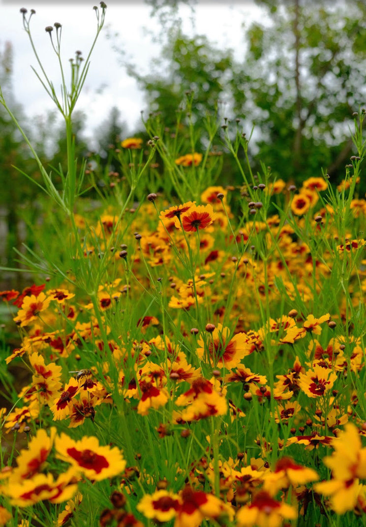 Small Coreopsis tinctoria Seeds