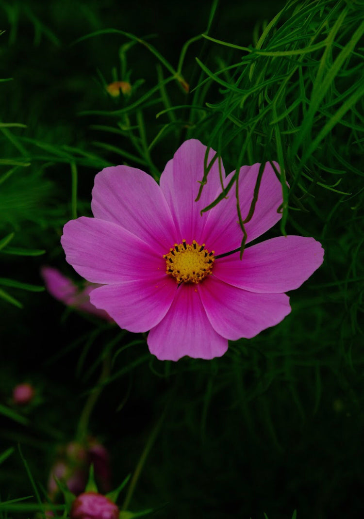Cosmos bipinnatus Seeds