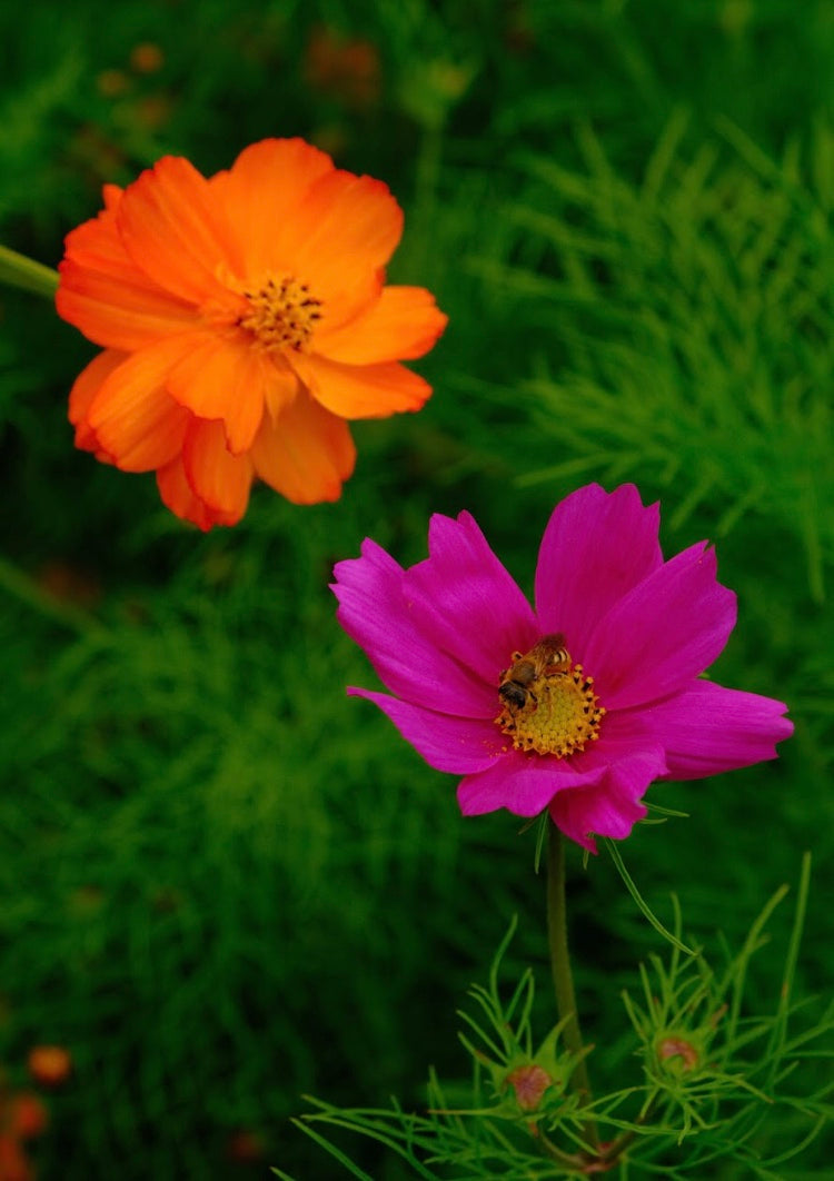 Cosmos bipinnatus Seeds