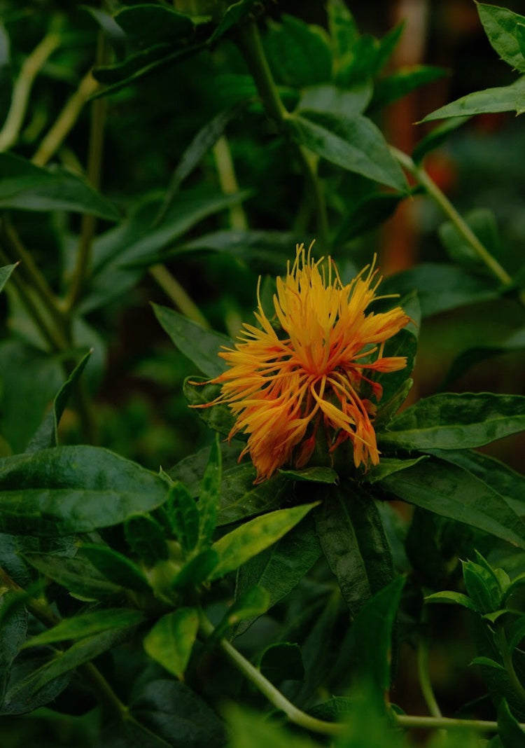 Carthamus tinctorius Seeds