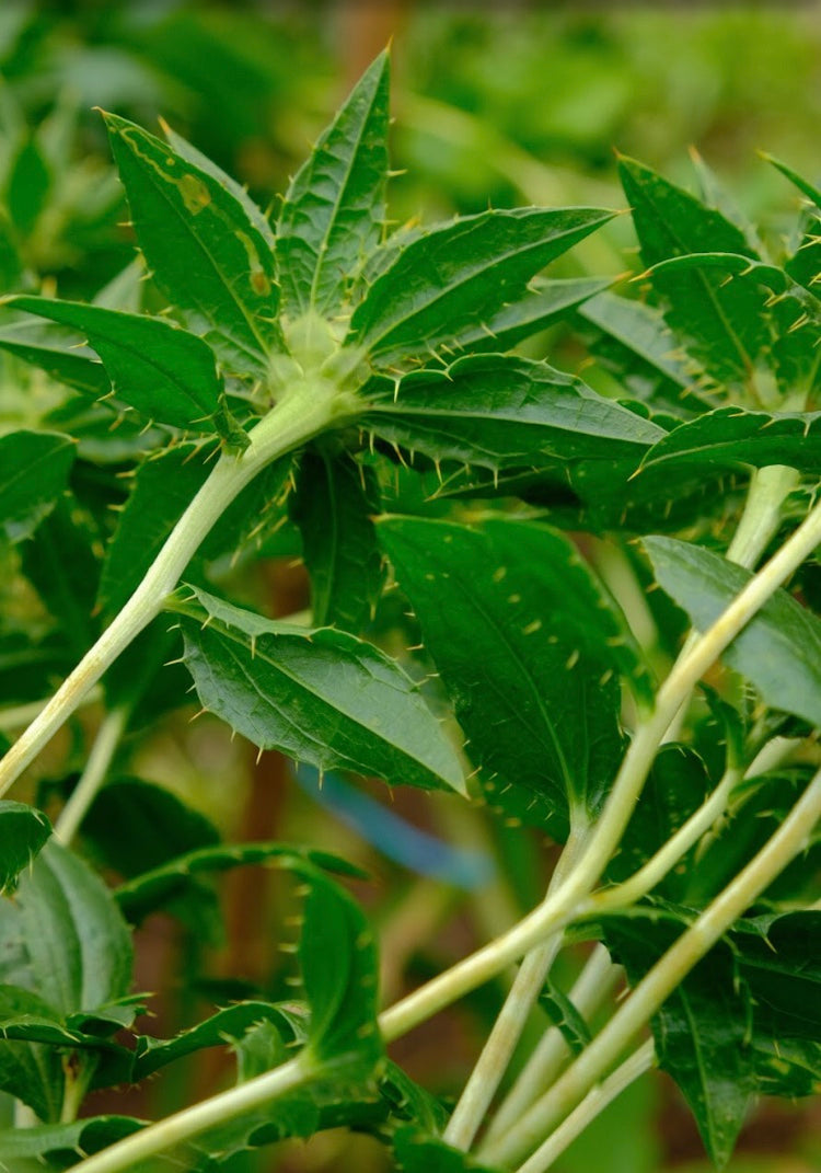 Carthamus tinctorius Seeds