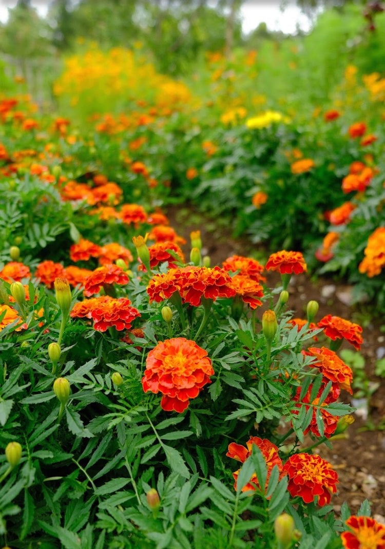 Tagetes spp. Seeds
