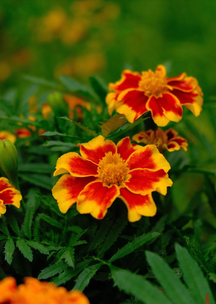 Tagetes spp. Seeds