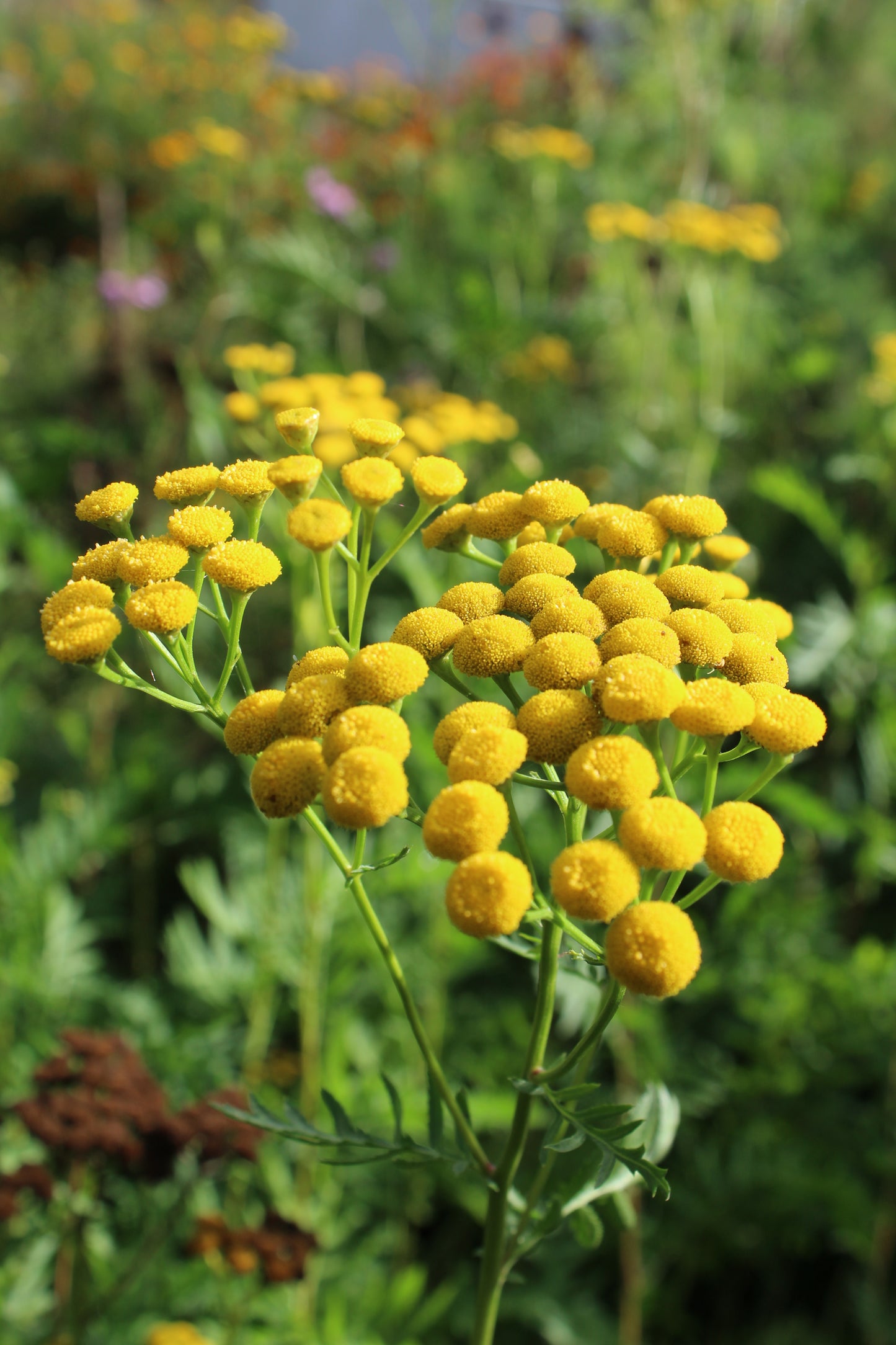Tanacetum vulgare Seeds