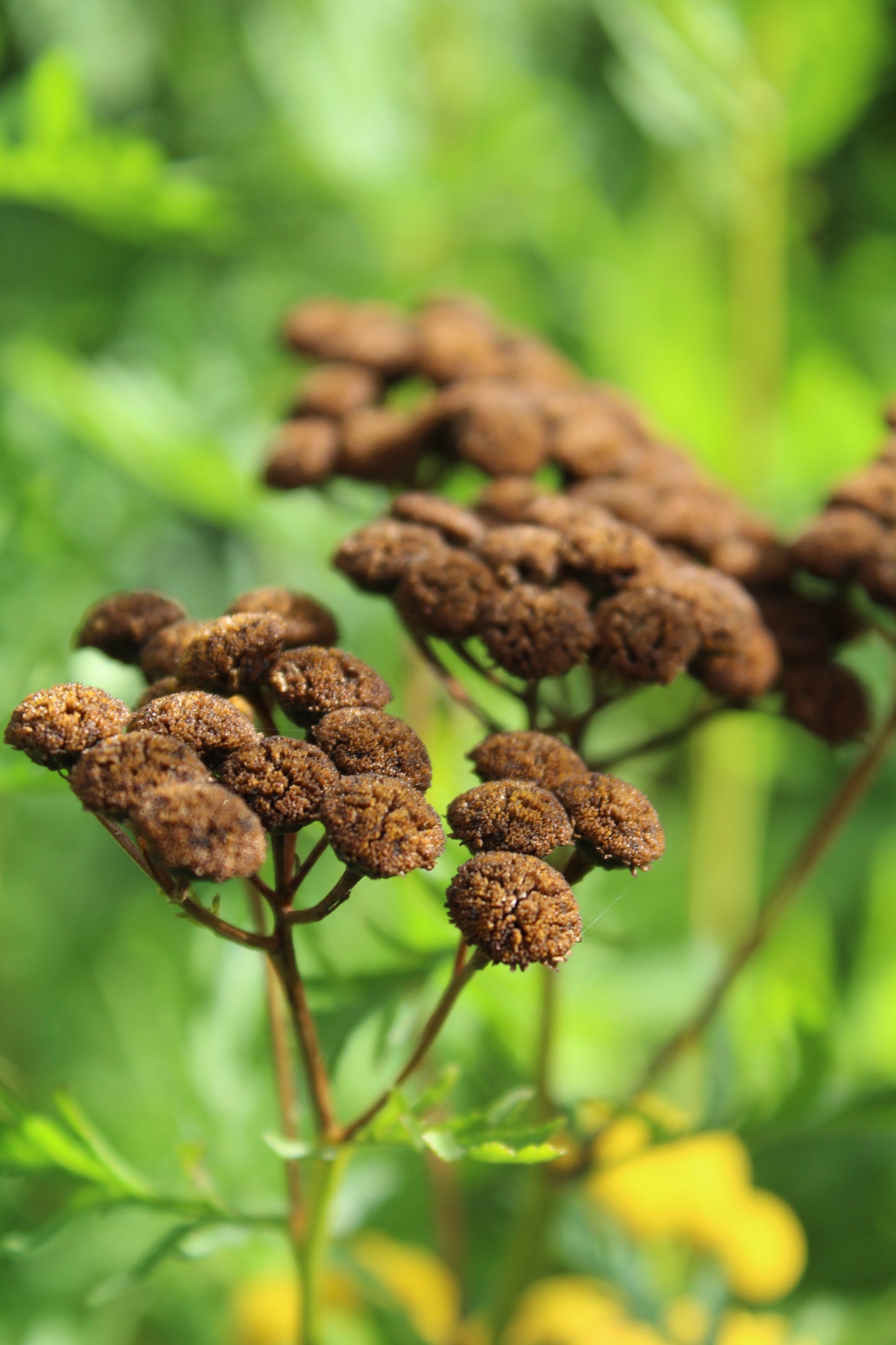 Tanacetum vulgare Seeds