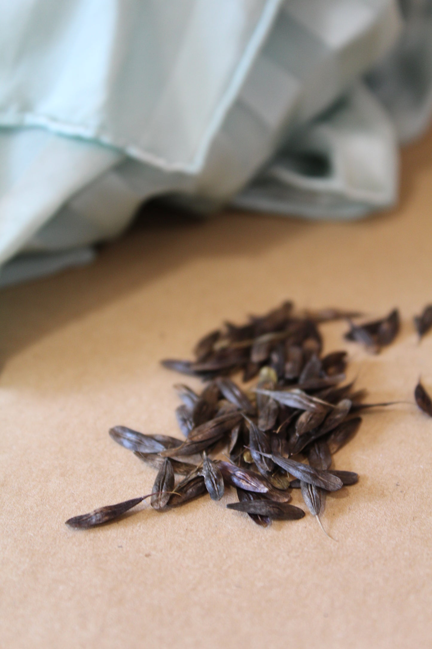 Isatis tinctoria Seeds