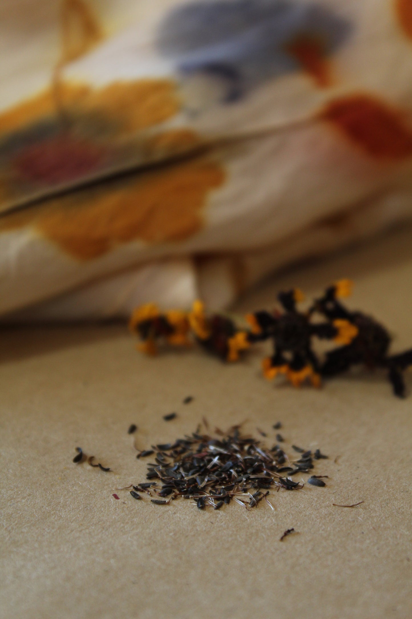 Small Coreopsis tinctoria Seeds