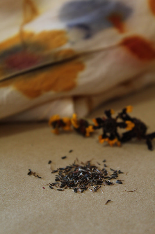 Small Coreopsis tinctoria Seeds