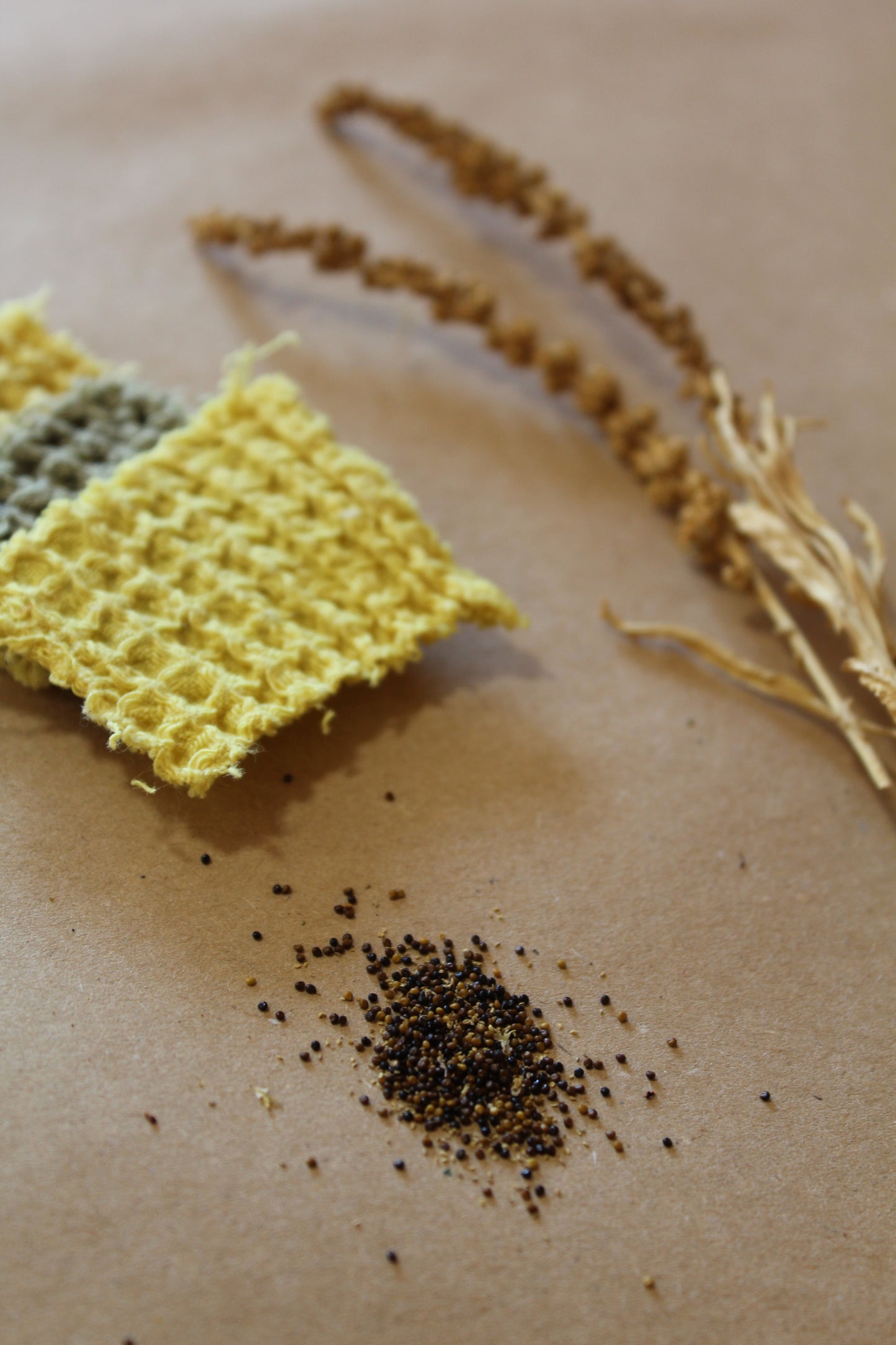 Reseda luteola Seeds