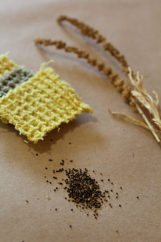 Reseda luteola Seeds