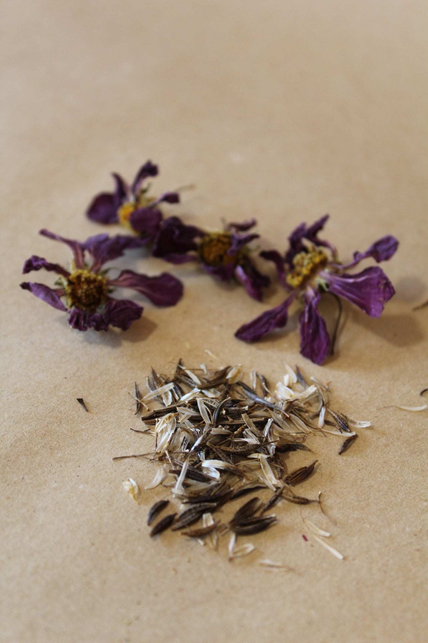 Cosmos bipinnatus Seeds