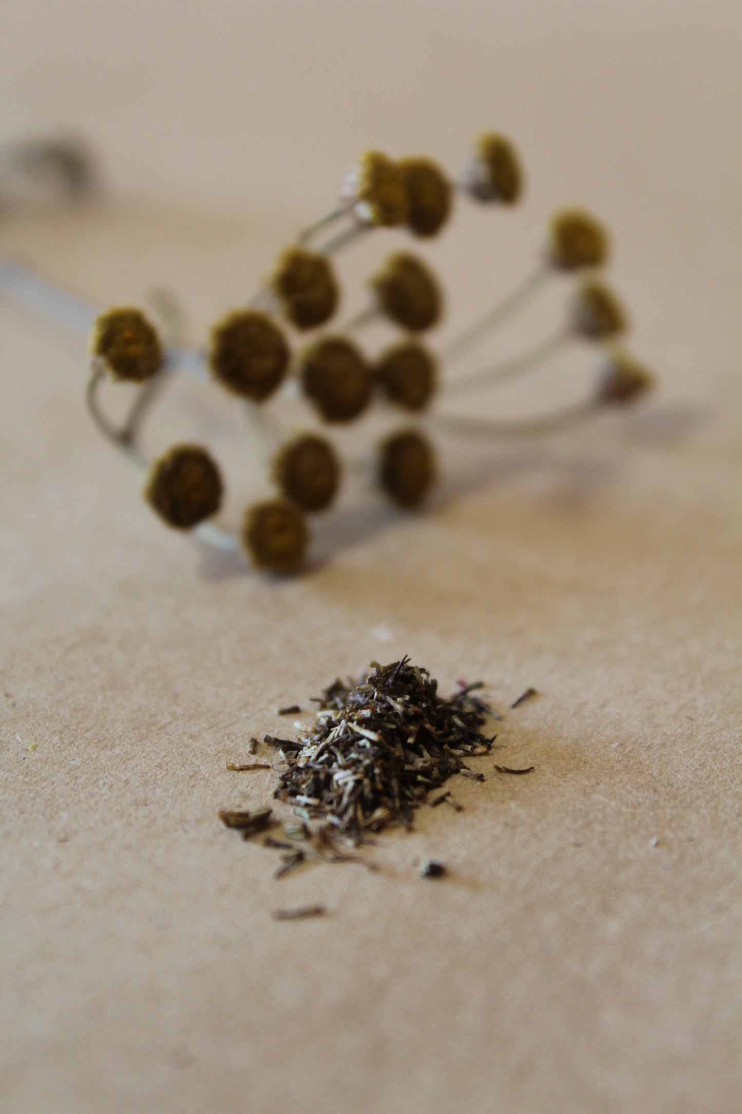 Tanacetum vulgare Seeds