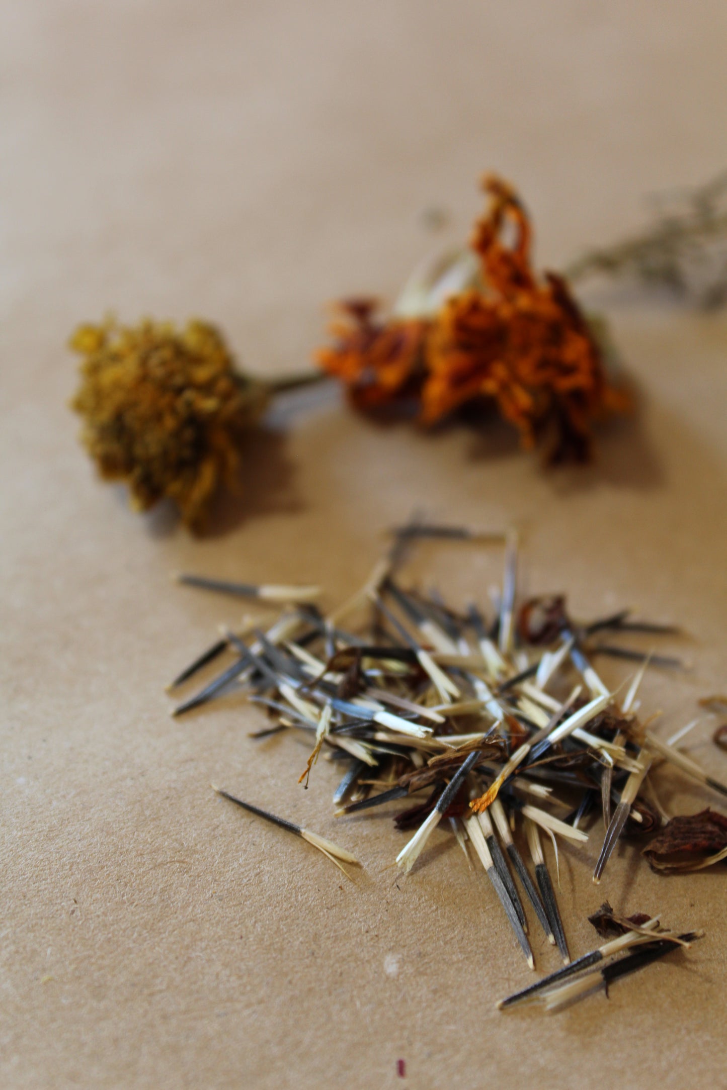 Tagetes spp. Seeds