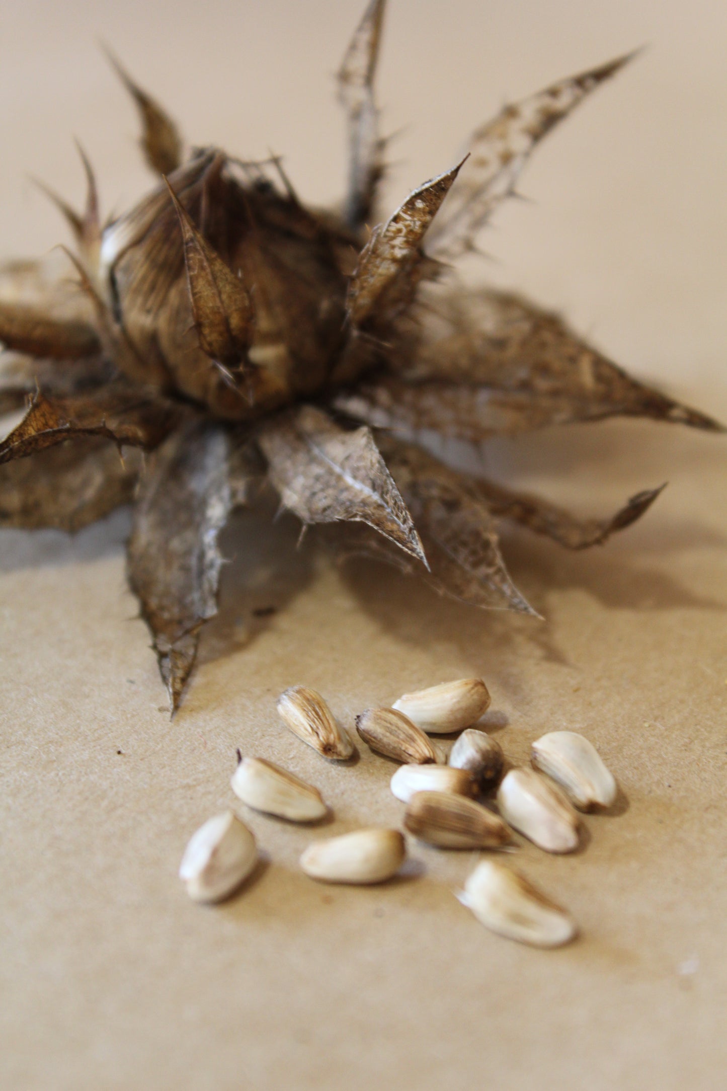 Carthamus tinctorius Seeds