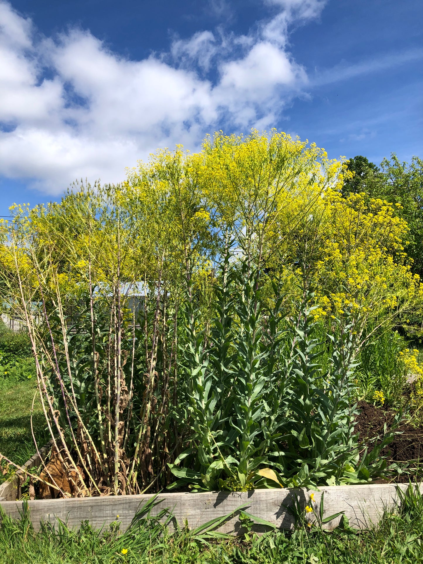 Isatis tinctoria Seeds