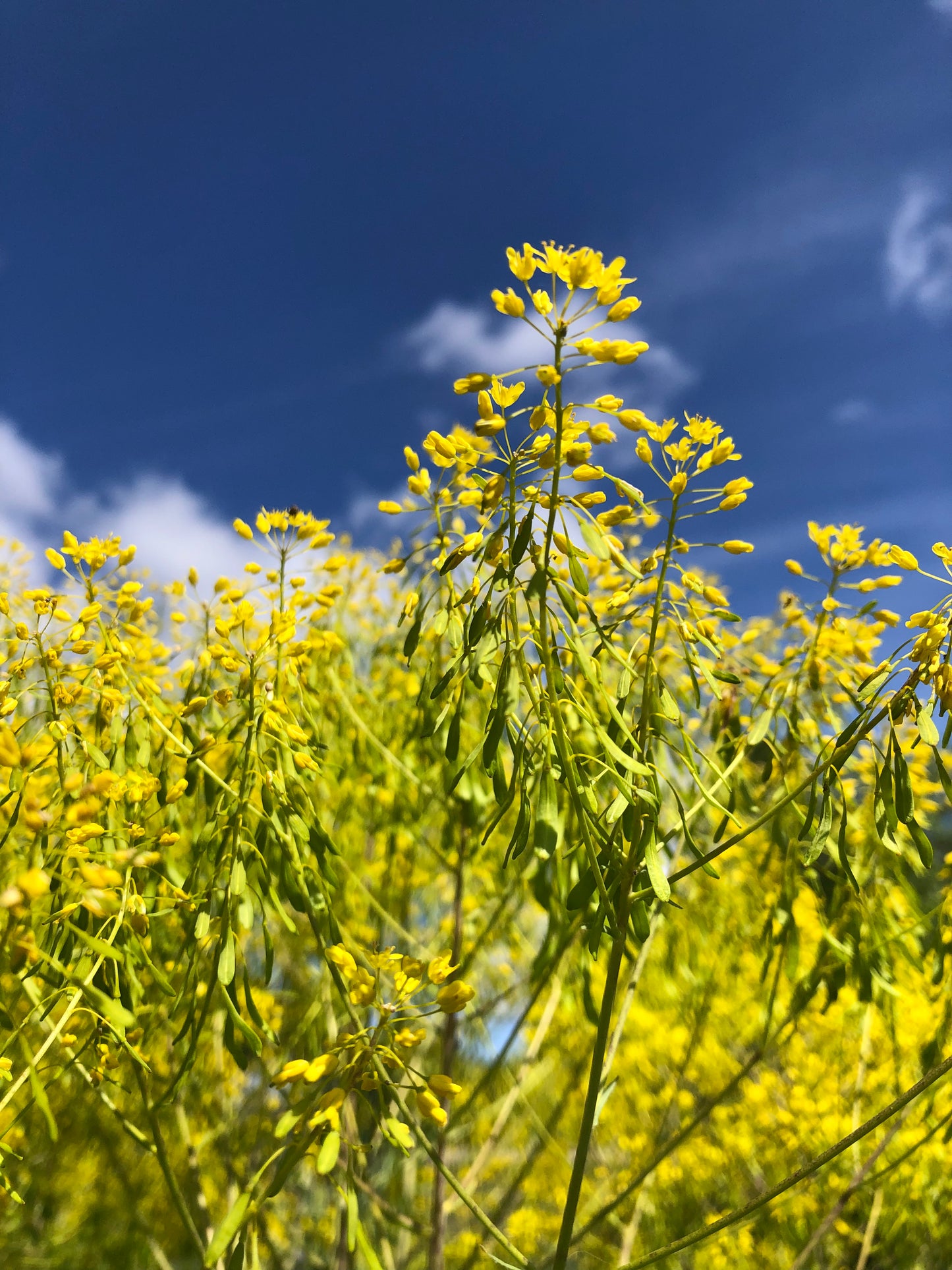 Isatis tinctoria Seeds