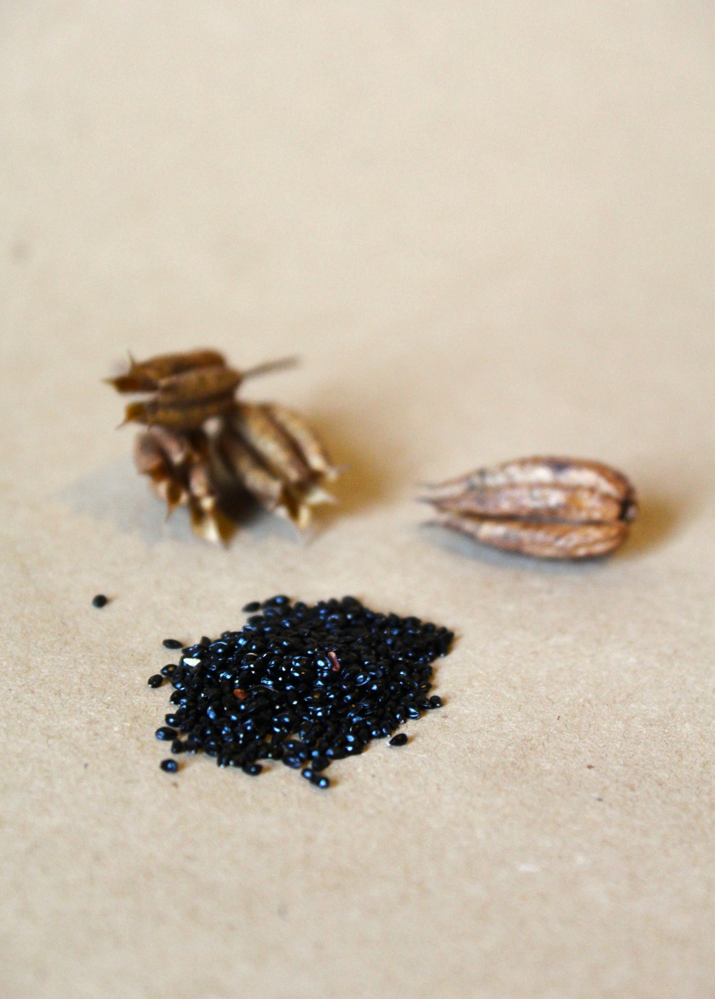 Semillas de Aquilegia vulgaris