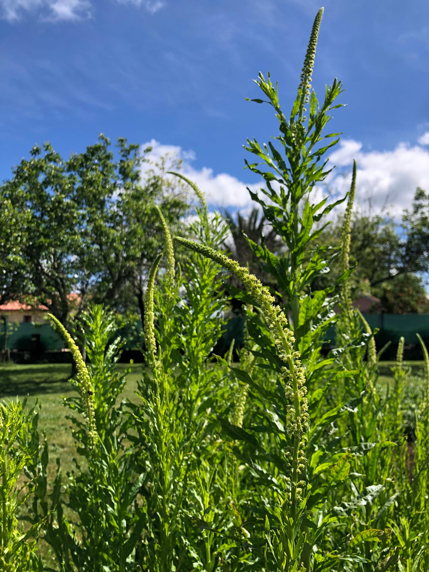 Reseda luteola Seeds