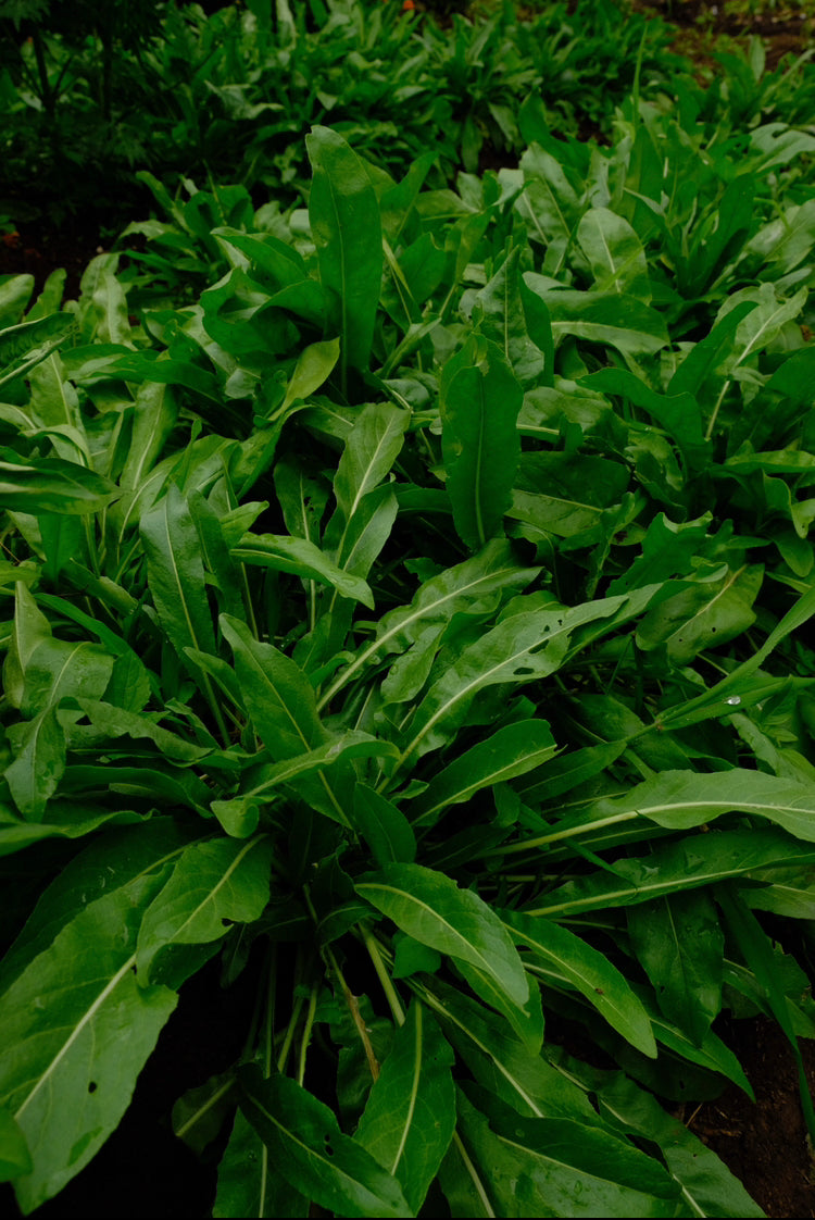 Isatis tinctoria Seeds