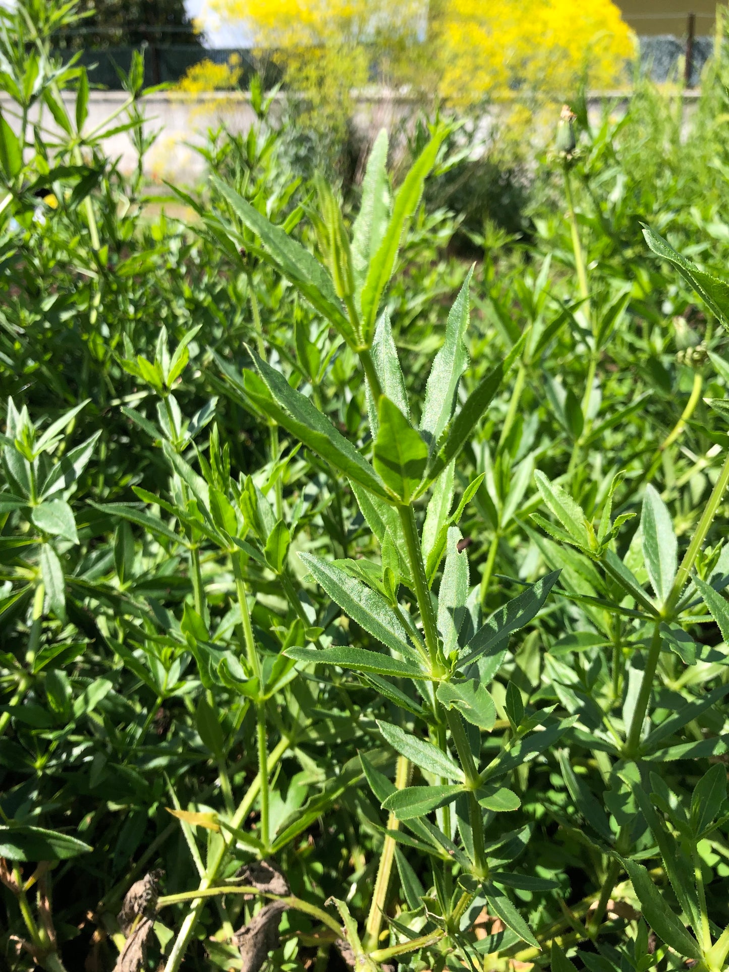 Rubia tinctorum Seeds