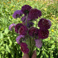 Scabiosa atropurpurea Seeds