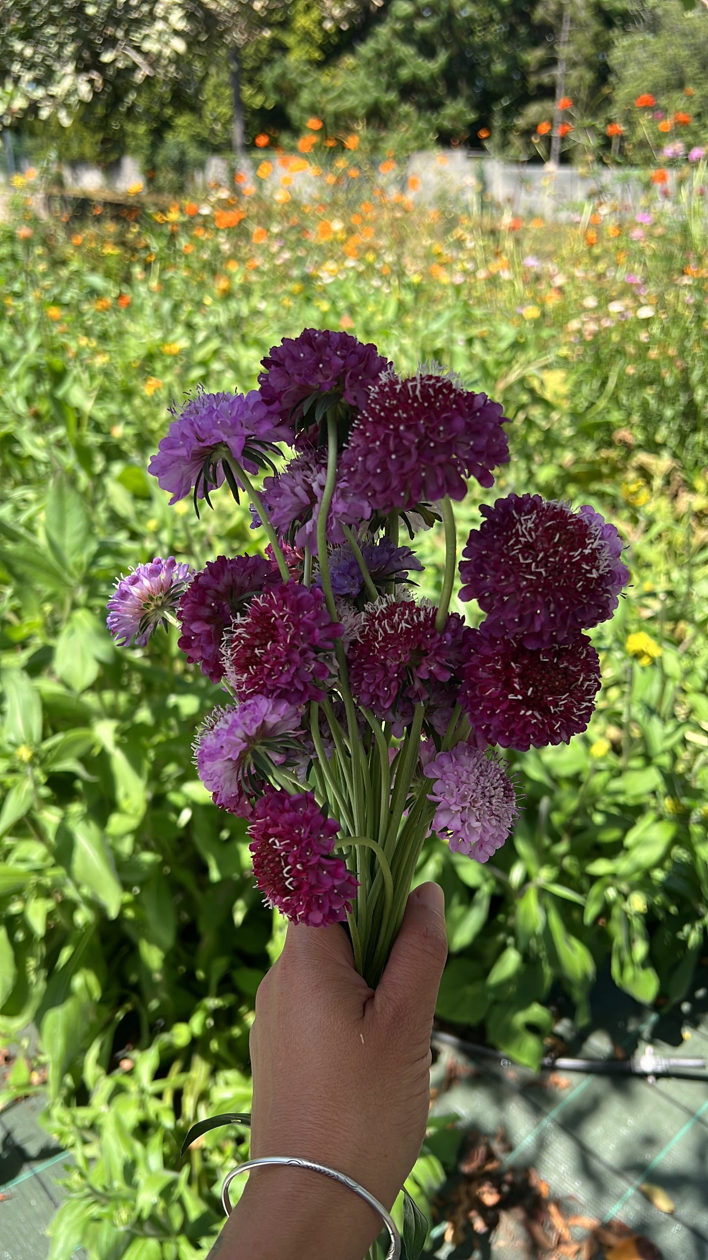 Scabiosa atropurpurea Seeds