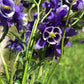 Semillas de Aquilegia vulgaris 