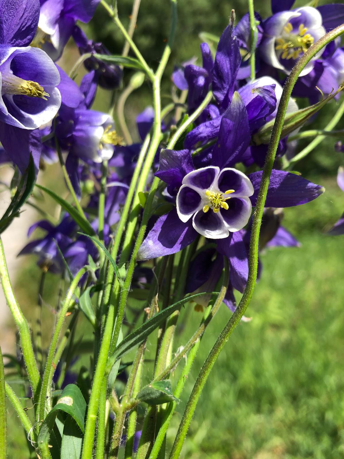 Semillas de Aquilegia vulgaris 