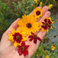 Big Coreopsis tinctoria Seeds