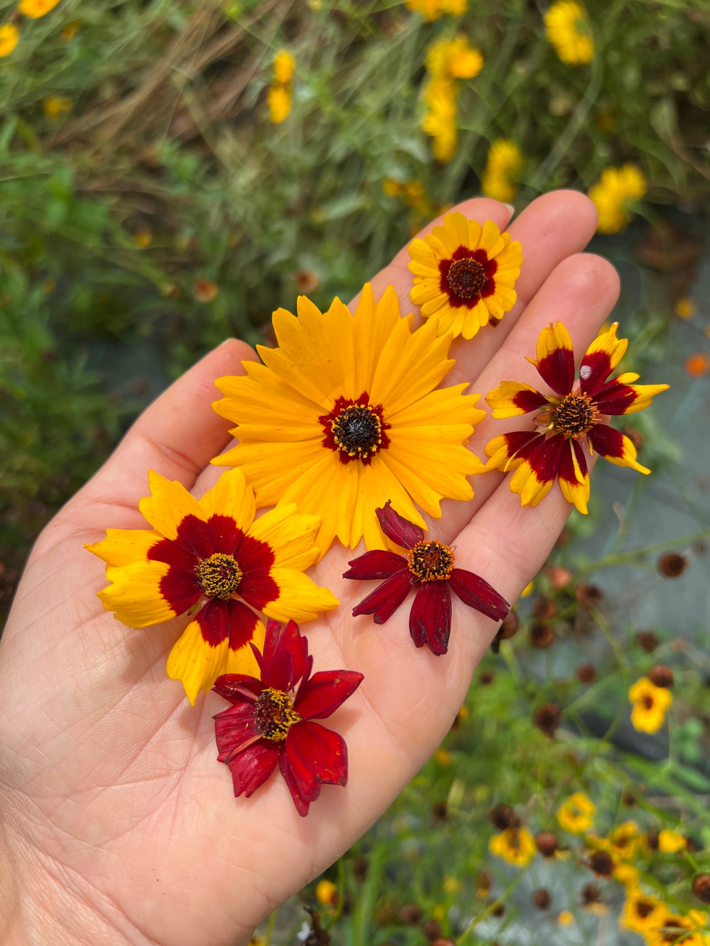 Big Coreopsis tinctoria Seeds