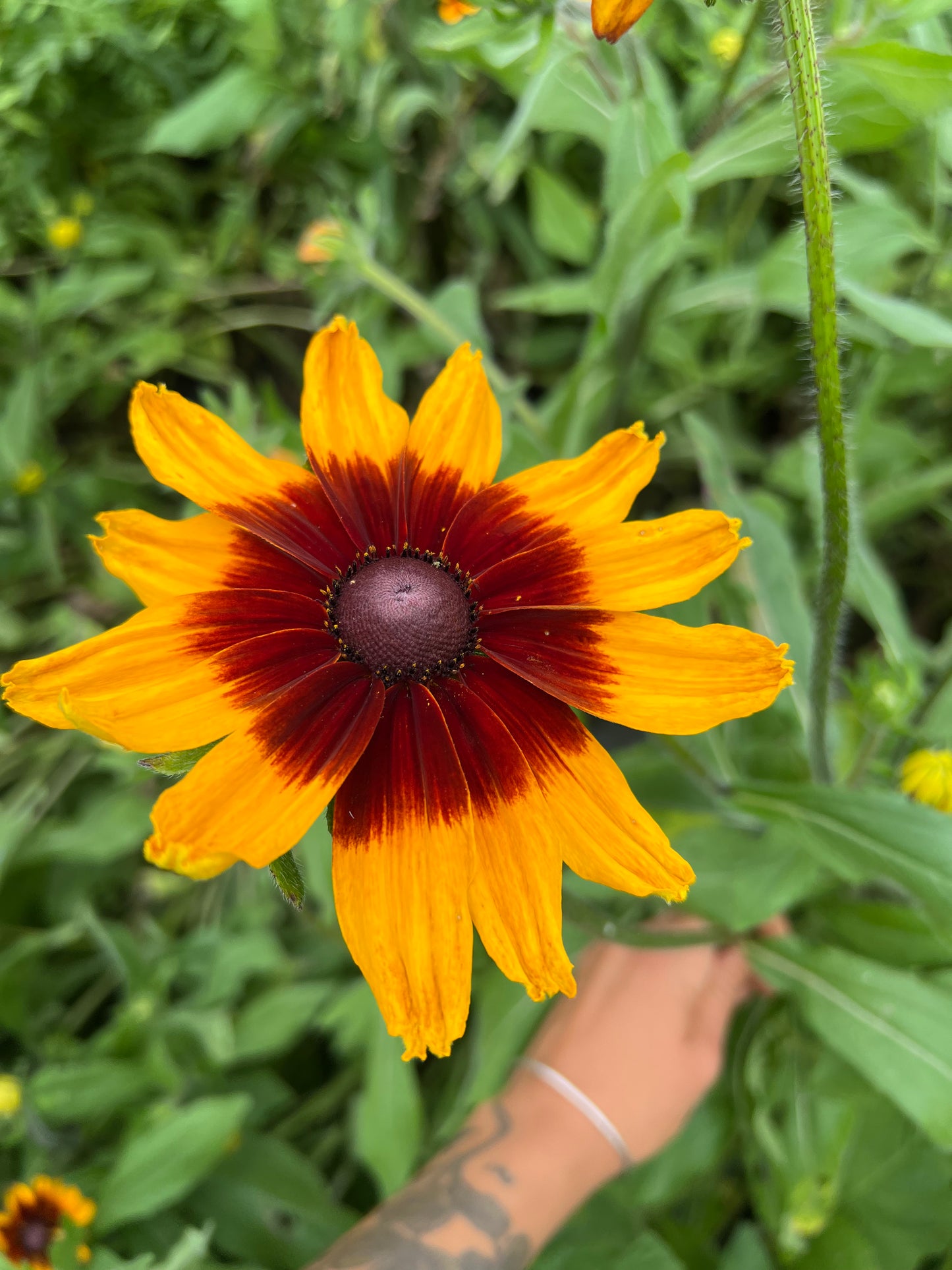 Rudbeckia hirta Seeds