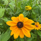 Rudbeckia hirta Seeds