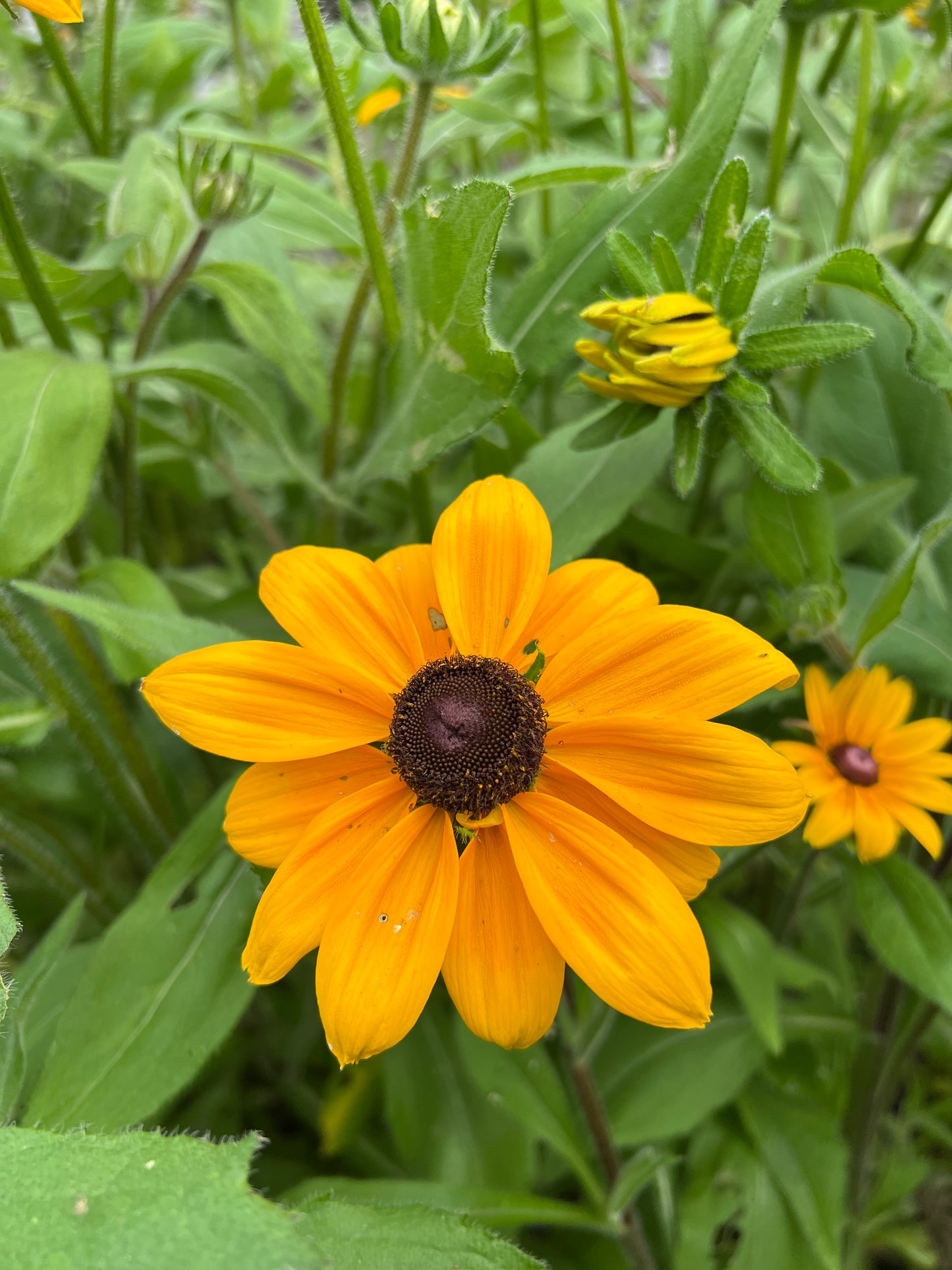 Rudbeckia hirta Seeds