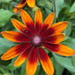 Rudbeckia hirta Seeds