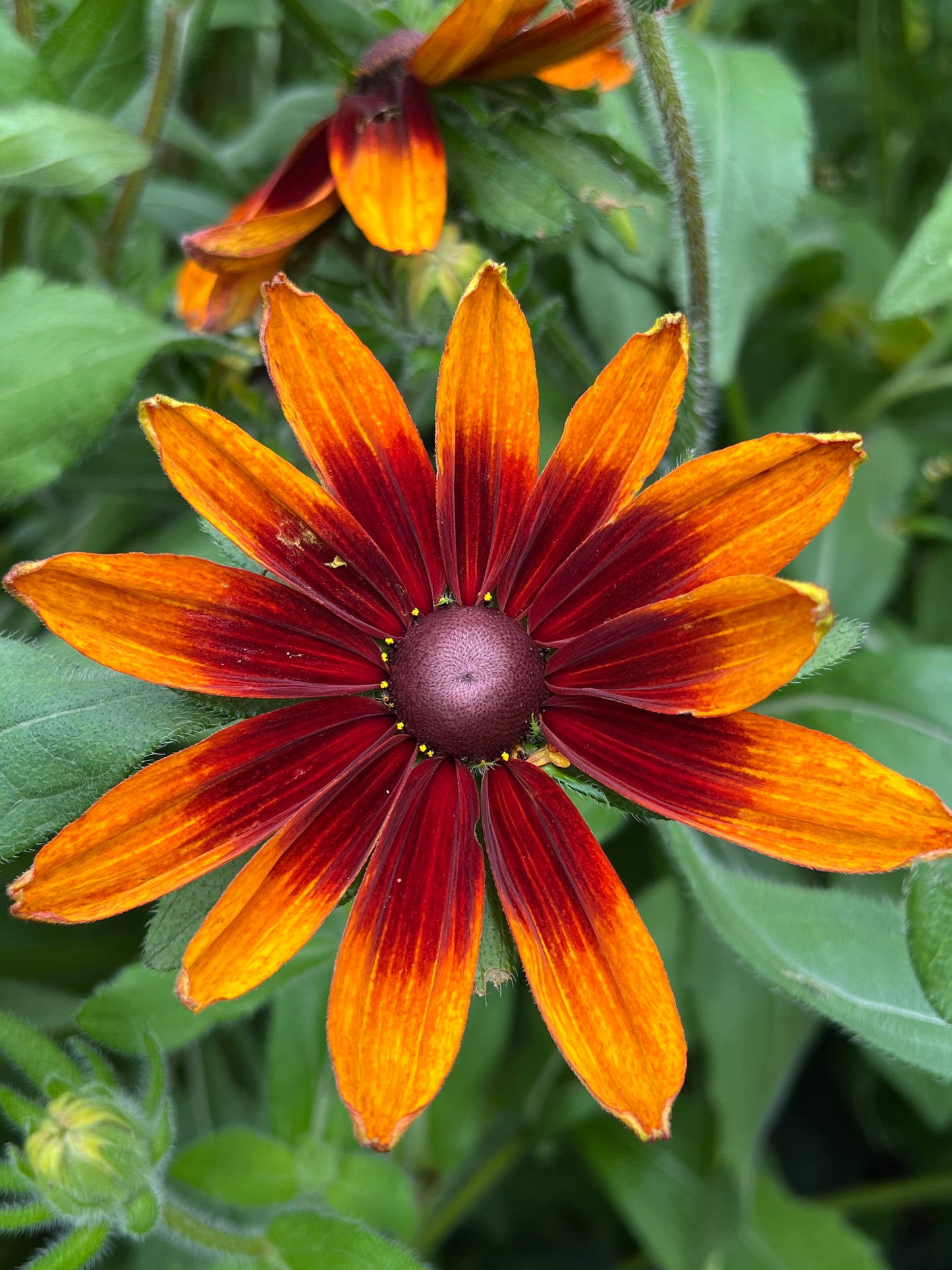 Rudbeckia hirta Seeds