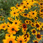 Rudbeckia hirta Seeds