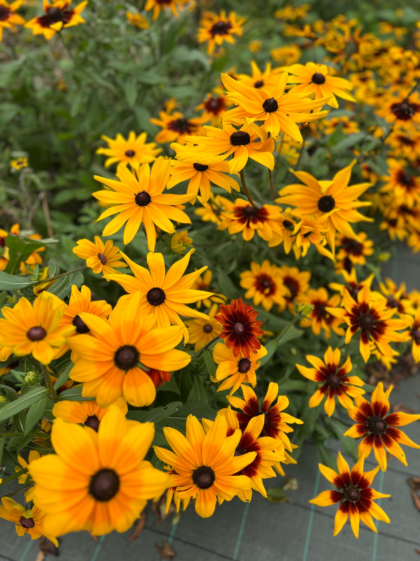 Rudbeckia hirta Seeds