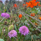 Scabiosa atropurpurea Seeds