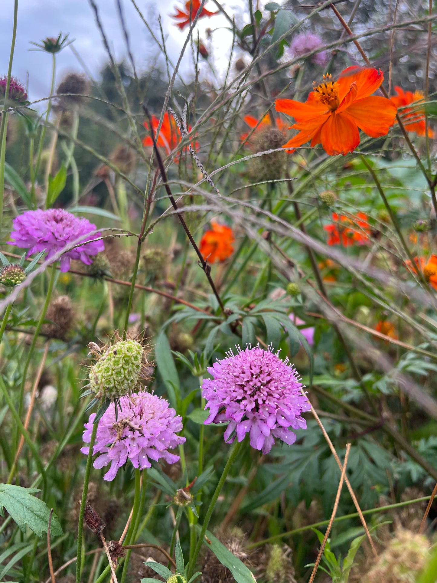 Scabiosa atropurpurea Seeds