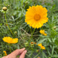 Coreopsis lanceolata Seeds