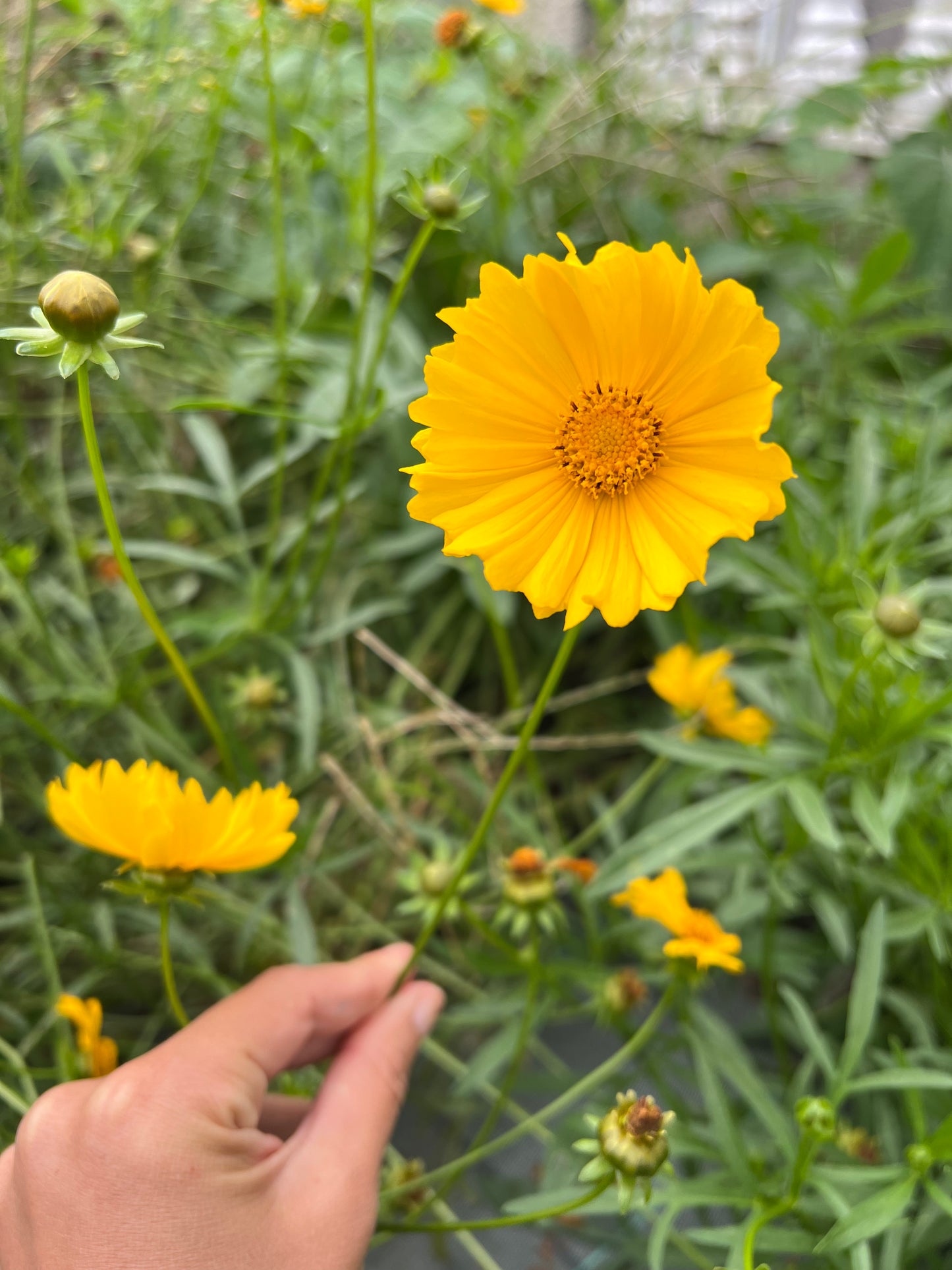 Coreopsis lanceolata Seeds