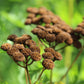 Tanacetum vulgare Seeds