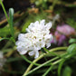 Scabiosa atropurpurea Seeds